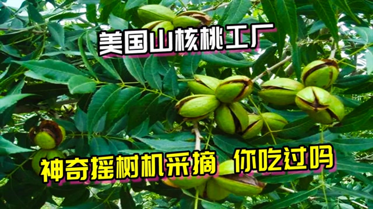 美国核桃 胡桃科山核桃属植物 搜狗百科