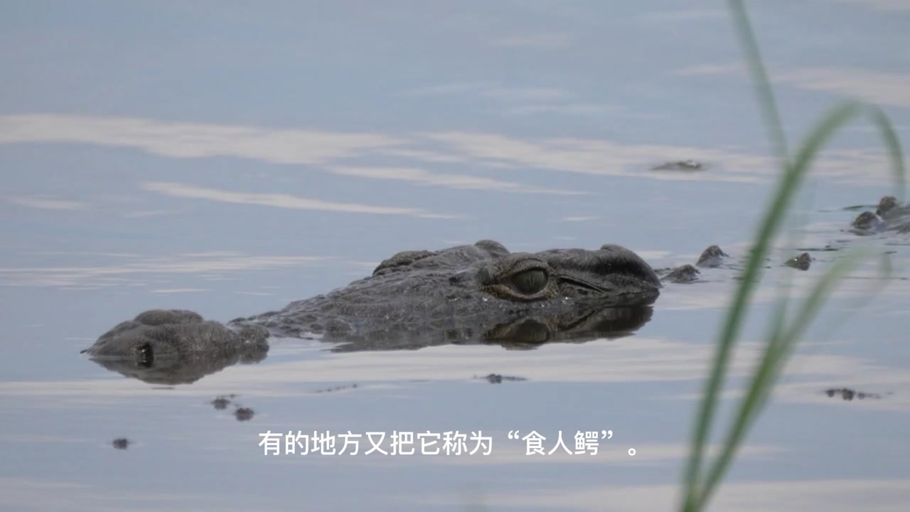 湾鳄(鳄科鳄属动物)_搜狗百科