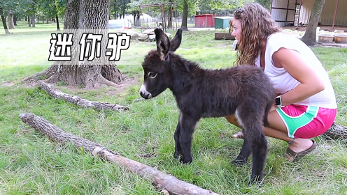 澳洲迷你驴宠物驴憨态可掬