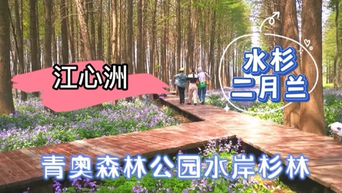 南京江心洲青奥森林公园水岸森林二月兰开了