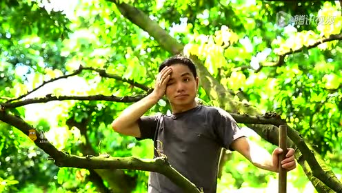 农民艺术家之老周家的百年荔枝