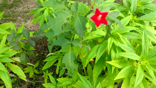 树木花树木花草 腾讯视频