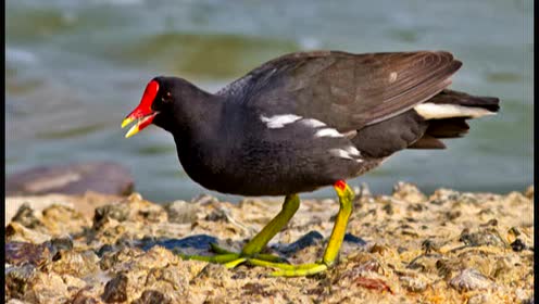 白面鸡抓视频抓白面水鸡