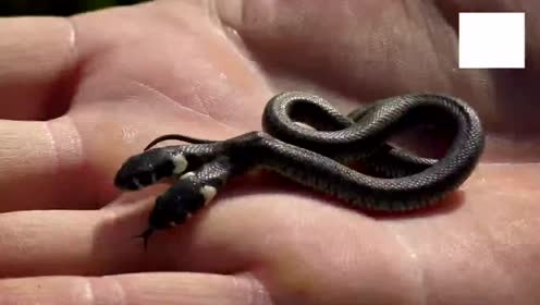罕见的变异双头蛇 堪比奇幻电影里的怪物