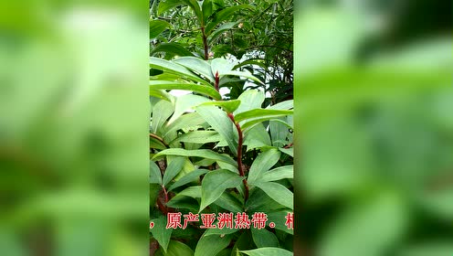 闭鞘姜 腾讯视频