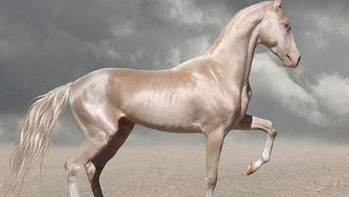 实拍超罕见金色汗血宝马 浑身上下闪闪发光