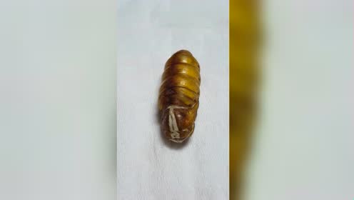 p27蚕蛹羽化变蚕蛾全过程