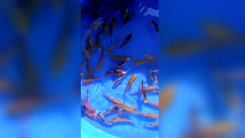 腾讯视频