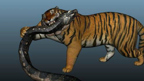 老虎想吃蟒蛇肉,不料反被巨蟒生吞