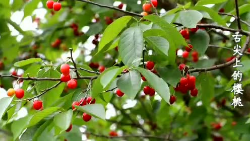 舌尖上的樱桃:大方县猫场镇五丫村的樱桃熟了
