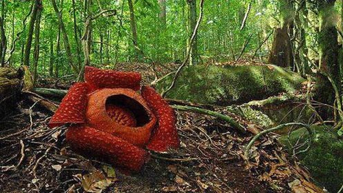 "食人花"现真身:直径最长1.4米 奇臭无比