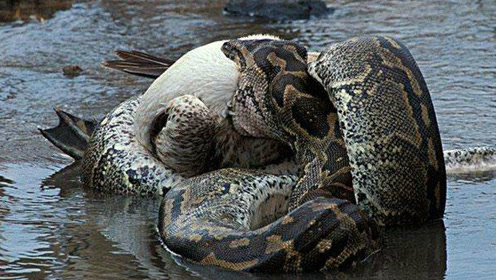 巨蟒和鳄鱼水边打架,仔细看才知道,鳄鱼是蟒蛇的食物!