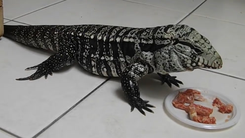 南美蜥被弃养宠物店,幸遇新主人后健康成长