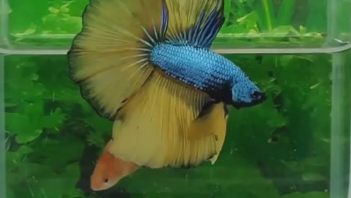 顶级五彩搏鱼,争奇斗艳
