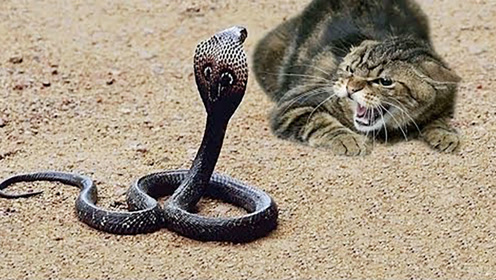 当沙漠蝰蛇遇到猫,"世纪大战"一触即发