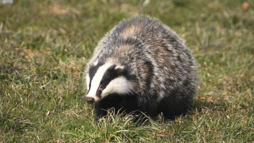 花獾单挑野狼,难得一见的激烈搏击!