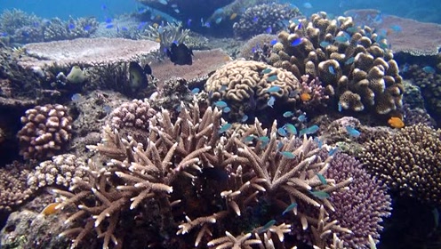 长滩岛珊瑚花园 腾讯视频