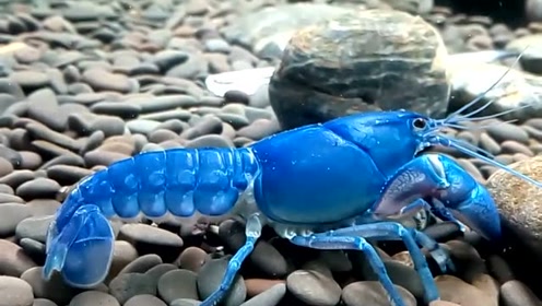 蓝色的皮皮虾 这也太好看了吧