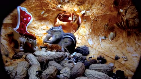 勤劳可爱的的松鼠储藏食物!