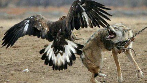 鹰与狼的巅峰对决:凶悍老鹰捕捉野狼,疯狂撕咬人类无力反抗!