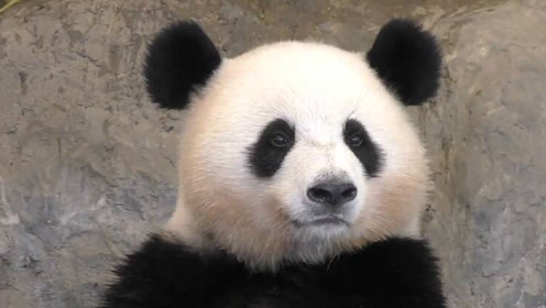 听说熊猫界流行拍证件照,樱浜也来凑个热闹,姿势已摆好,请看