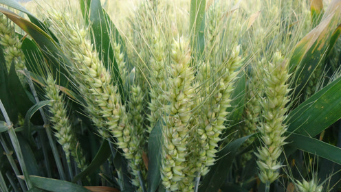 商路论道丨特别节目:健康小麦王