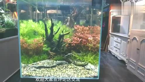 Led水草灯 腾讯视频