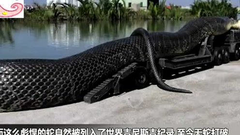 世界上最大的蛇97米 史前巨蟒破世界纪录!