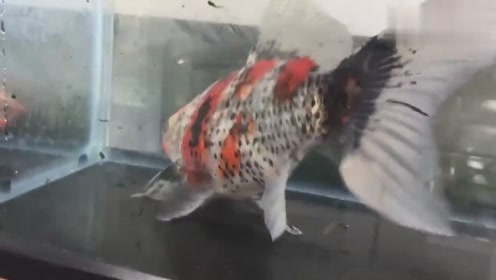 腾讯视频