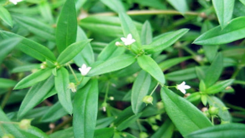 水线草与白花蛇舌草图片