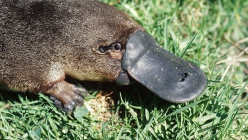 别被可爱外表骗了,鸭嘴兽可是一种有毒动物,毒刺硕大无比