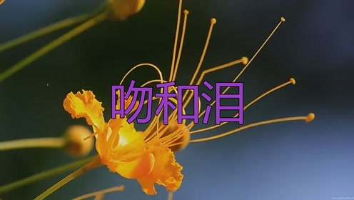 刘紫玲深情演唱《吻和泪》,歌声宛如天籁,超级好听