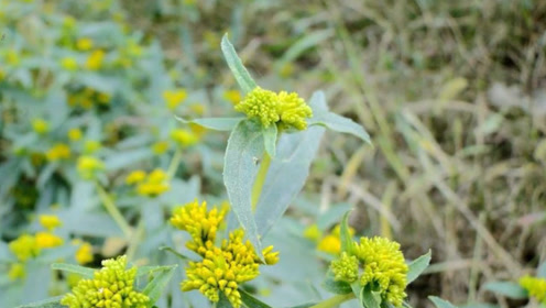 这野草叫"黄顶菊,对农田和果园的危害大,被称为"生态杀手!