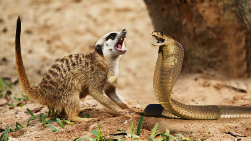 眼镜蛇怕不怕?看猫鼬如何攻击眼镜蛇,真是一物降一物