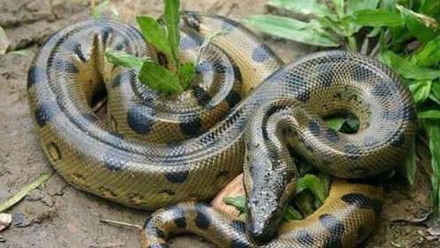 这也太大了吧 见识下最大的蛇——水蚺