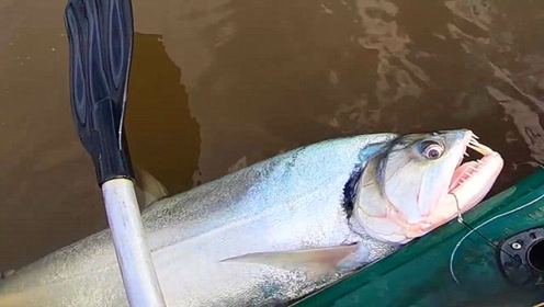 一竿一皮艇,亚马逊河野钓巨水狼脂鲤,这鱼你敢想象!
