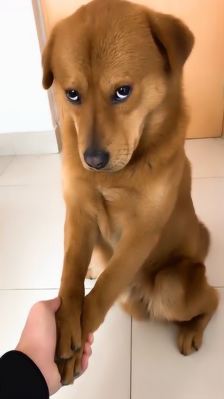 我不同意坚决不同意我可不想当妻管严狗子很委屈