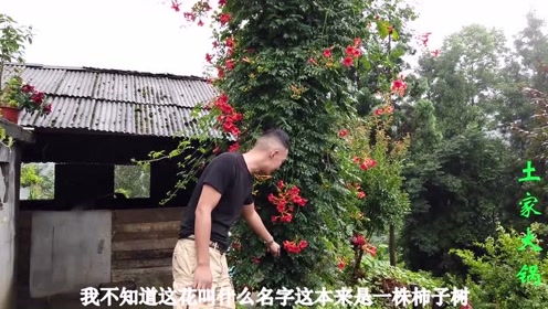 花完农家 腾讯视频