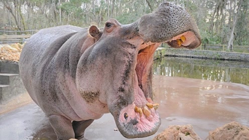 如果1600斤棕熊遇到河马,打起来的话,能不能打得过河马呢?