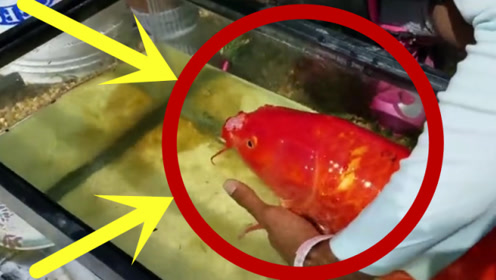鱼里寄生虫 腾讯视频