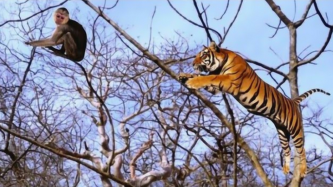 老虎到底会不会爬树?估计看到这一幕,猫也不敢称师傅了!