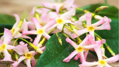 风车花海 腾讯视频