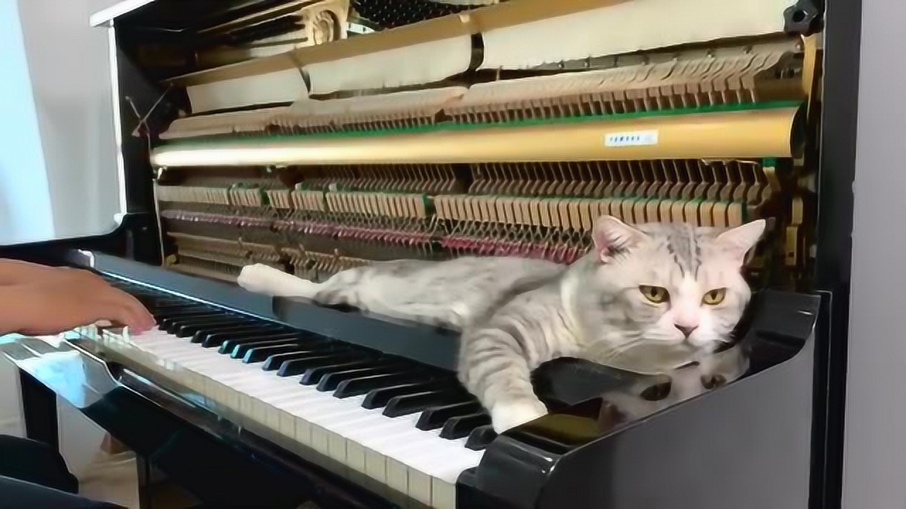 乐生活:可爱小花猫爱听钢琴