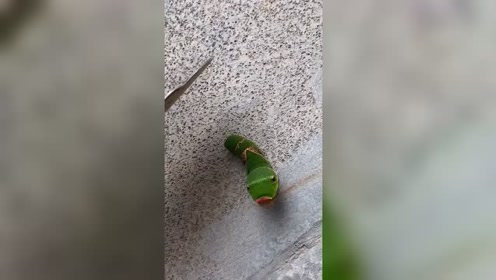 你们居然吃猪儿虫,猪儿虫辣么可爱,你们真的下得去口吗?