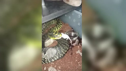 蛇吃老鼠 腾讯视频