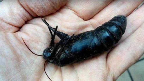 男子捡到一颗黑色蛹,带回家悉心照顾,破茧后瞬间不淡定了!