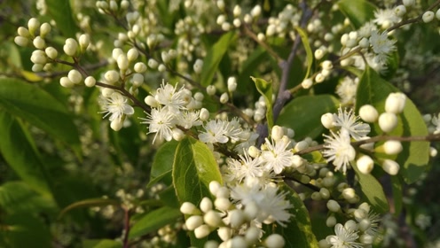 农村山里白檀树开花比桂花还香,木材制作檀香木像古董一样值钱.