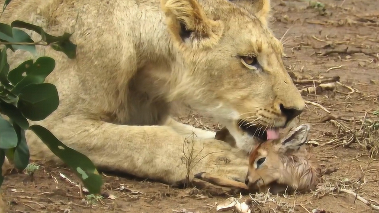狮子错把小鹿当"小狮子"?当用舌头舔它的那一刻,小鹿是崩溃的