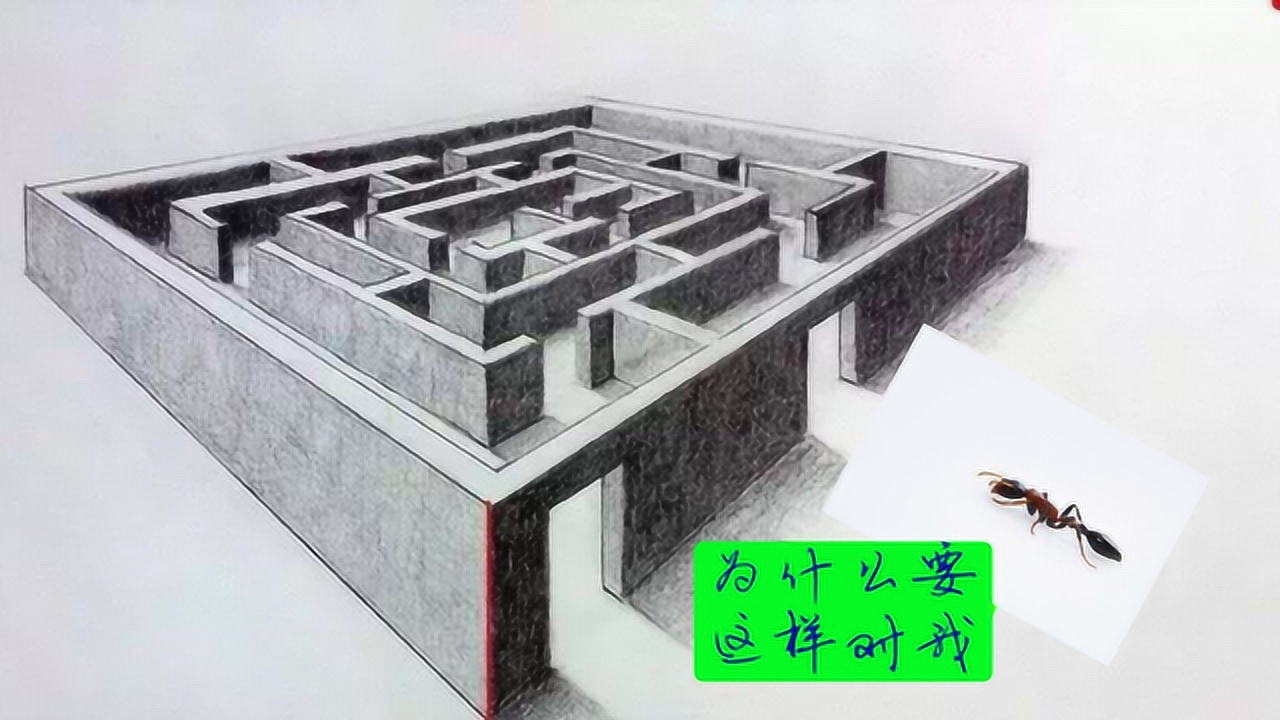 歪果仁让蚂蚁走迷宫,蚂蚁:我好难