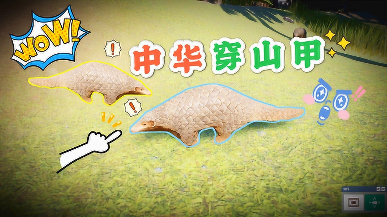 动物园之星15:新认养的中华穿山甲,目前是极危物种,你见过吗?